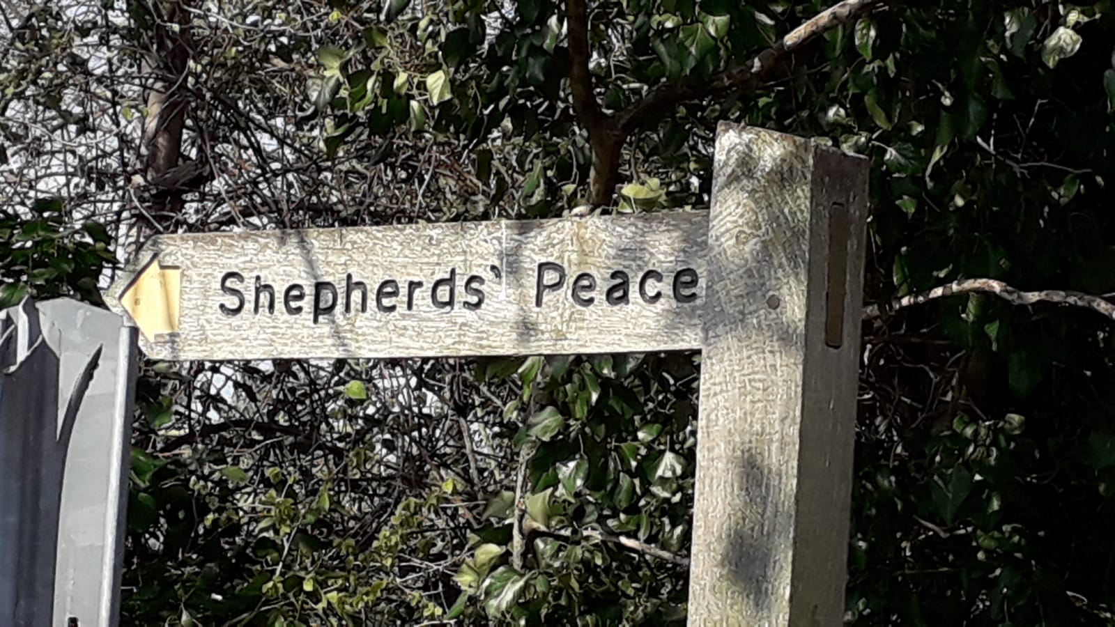 Shepherds Peace